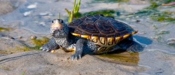 Guide to UMD’s Financial Aid Options (How to Get the Most Help)