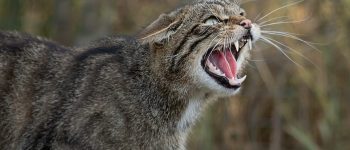 Guide to Northwestern University’s Financial Aid & Student Loan Options