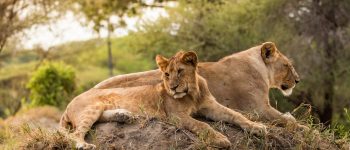 Guide to Penn State’s Financial Aid & Student Loan Options